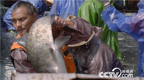 [致富经]集体失踪的鱼 一年带回3000万元 20190102 