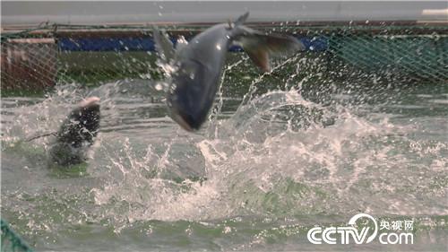 [致富经]集体失踪的鱼 一年带回3000万元 20190102 