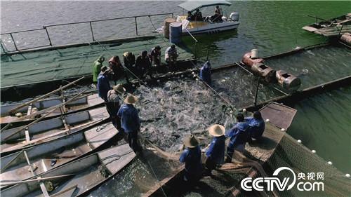 [致富经]集体失踪的鱼 一年带回3000万元 20190102 