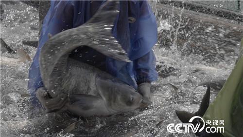 [致富经]集体失踪的鱼 一年带回3000万元 20190102 