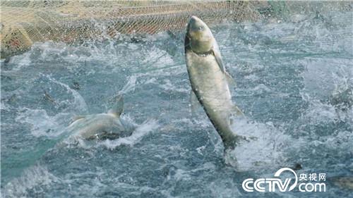 [致富经]集体失踪的鱼 一年带回3000万元 20190102 