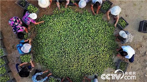 [致富经]大白胆 一把刀 一年砍出6000万 20190108