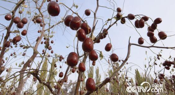 绿色时空：盐碱地里&ldquo;孵出&rdquo;鸡蛋大的枣 1月13日