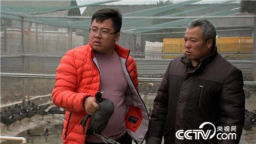 [致富经]胆子大眼光毒 小伙一只&ldquo;鸡&rdquo;最高能卖240元 20190110 