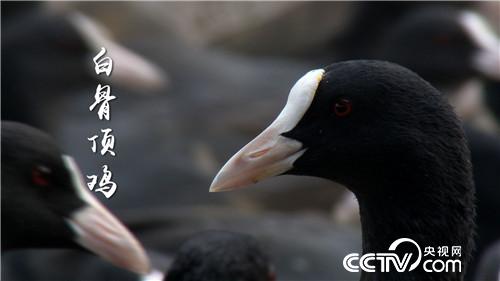 [致富经]胆子大眼光毒 小伙一只&ldquo;鸡&rdquo;最高能卖240元 20190110 