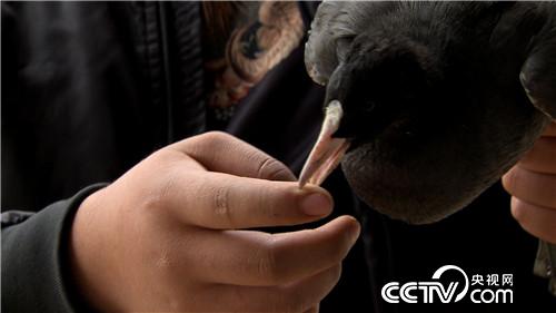 [致富经]胆子大眼光毒 小伙一只&ldquo;鸡&rdquo;最高能卖240元 20190110 