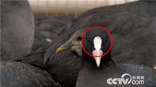 [致富经]胆子大眼光毒 小伙一只&ldquo;鸡&rdquo;最高能卖240元 20190110 