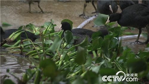 [致富经]胆子大眼光毒 小伙一只&ldquo;鸡&rdquo;最高能卖240元 20190110 