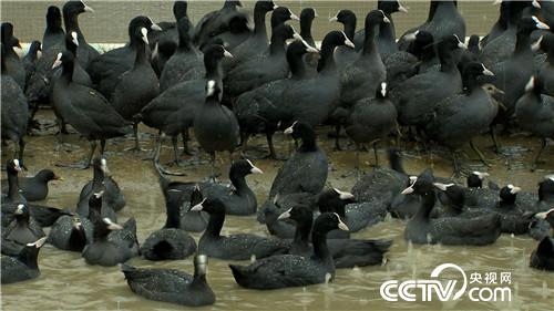 [致富经]胆子大眼光毒 小伙一只&ldquo;鸡&rdquo;最高能卖240元 20190110 