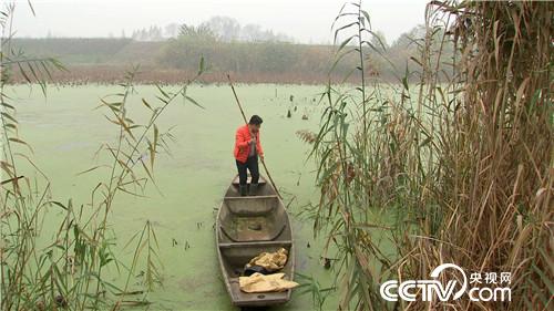 [致富经]胆子大眼光毒 小伙一只&ldquo;鸡&rdquo;最高能卖240元 20190110 