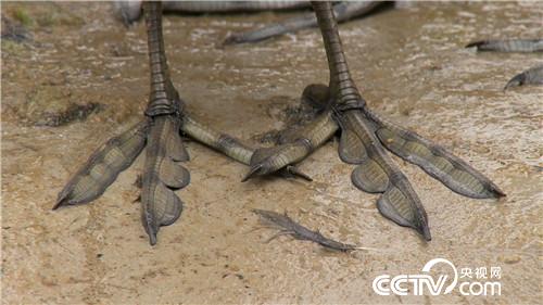 [致富经]胆子大眼光毒 小伙一只&ldquo;鸡&rdquo;最高能卖240元 20190110 