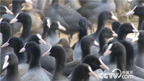 [致富经]胆子大眼光毒 小伙一只&ldquo;鸡&rdquo;最高能卖240元 20190110 