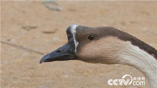 [致富经]他用私房钱 留住南飞雁 天上地下都赚钱 20190117