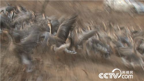 [致富经]他用私房钱 留住南飞雁 天上地下都赚钱 20190117