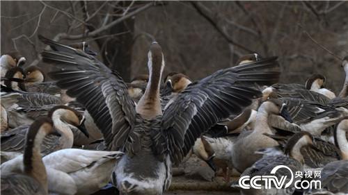 [致富经]他用私房钱 留住南飞雁 天上地下都赚钱 20190117