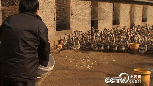 [致富经]他用私房钱 留住南飞雁 天上地下都赚钱 20190117