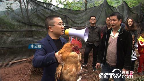 [致富经]把鸡&ldquo;催眠&rdquo; 价格翻倍 20190121 