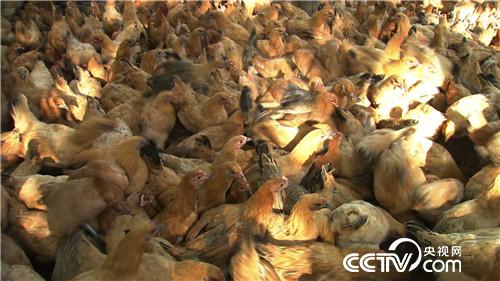 [致富经]把鸡&ldquo;催眠&rdquo; 价格翻倍 20190121 