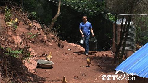 [致富经]把鸡&ldquo;催眠&rdquo; 价格翻倍 20190121 