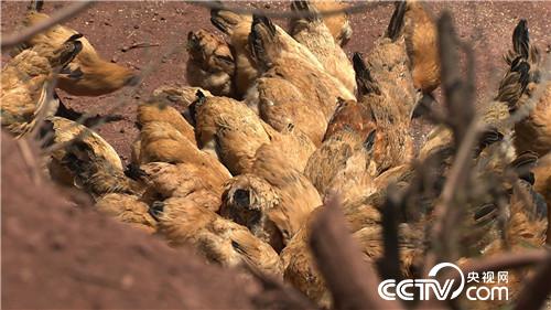 [致富经]把鸡&ldquo;催眠&rdquo; 价格翻倍 20190121 