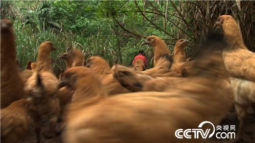 [致富经]把鸡&ldquo;催眠&rdquo; 价格翻倍 20190121 