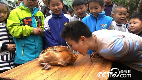 [致富经]把鸡&ldquo;催眠&rdquo; 价格翻倍 20190121 