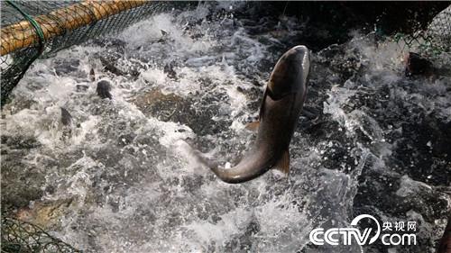 [致富经]一张巨网水里捞 一天要卖3000万 20190122 