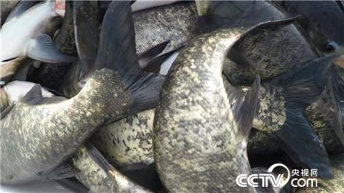 [致富经]一张巨网水里捞 一天要卖3000万 20190122 