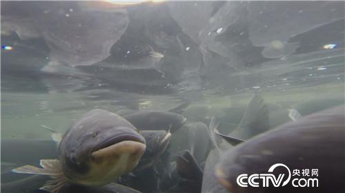 [致富经]一张巨网水里捞 一天要卖3000万 20190122 