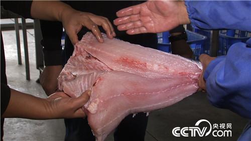 [致富经]一张巨网水里捞 一天要卖3000万 20190122 