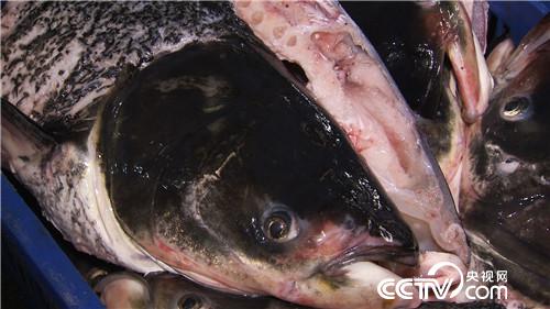 [致富经]一张巨网水里捞 一天要卖3000万 20190122 