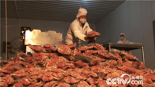 [致富经]一张巨网水里捞 一天要卖3000万 20190122 