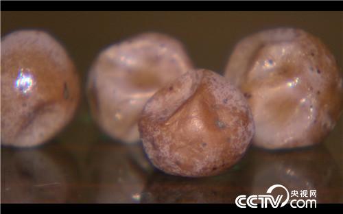 [致富经]冰天雪地 做黑豆腐 让他年卖7000万 20190124 