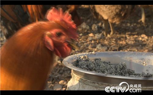 [致富经]冰天雪地 做黑豆腐 让他年卖7000万 20190124 