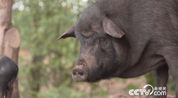 绿色时空：寻找迷路的黑猪 1月27日
