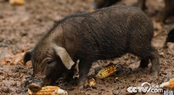 食尚大转盘：猪到 福到 美味到 1月27日