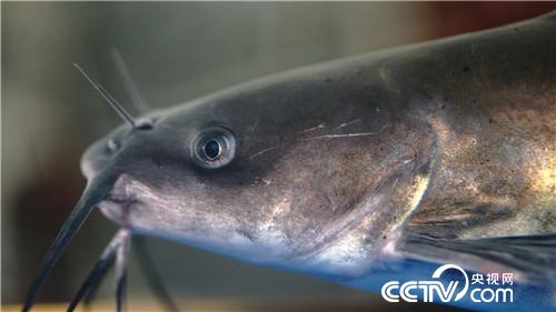 [致富经]贪玩小伙儿&ldquo;变形记&rdquo; 20190130 