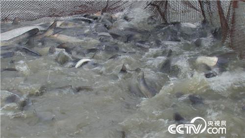 [致富经]贪玩小伙儿&ldquo;变形记&rdquo; 20190130 