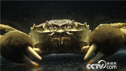 [致富经]巧借力 他让水上 水中 水底都赚钱 20190131 