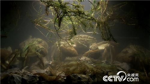 [致富经]巧借力 他让水上 水中 水底都赚钱 20190131 