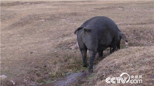 [致富经]六畜兴旺贺新春 变着花样巧来财 20190211 
