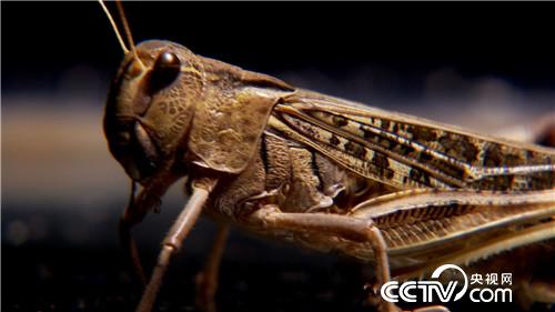 [致富经]六畜兴旺贺新春 变着花样巧来财 20190211 