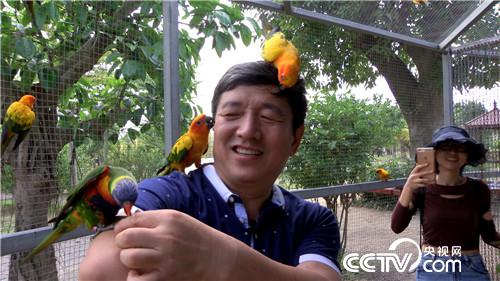 [致富经]六畜兴旺贺新春 变着花样巧来财 20190211 