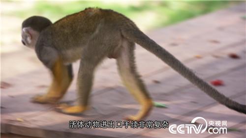 [致富经]六畜兴旺贺新春 变着花样巧来财 20190211 