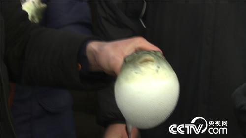 [致富经]六畜兴旺贺新春 变着花样巧来财 20190211 