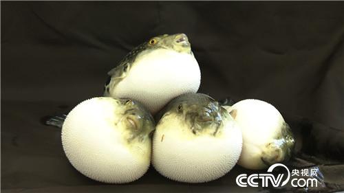 [致富经]六畜兴旺贺新春 变着花样巧来财 20190211 