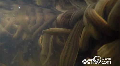 [致富经]六畜兴旺贺新春 变着花样巧来财 20190211 