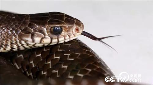 [致富经]六畜兴旺贺新春 变着花样巧来财 20190211 