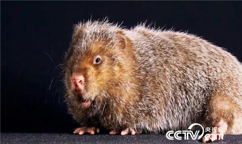 [致富经]六畜兴旺贺新春 变着花样巧来财 20190211 