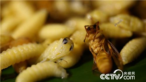 [致富经]六畜兴旺贺新春 变着花样巧来财 20190211 